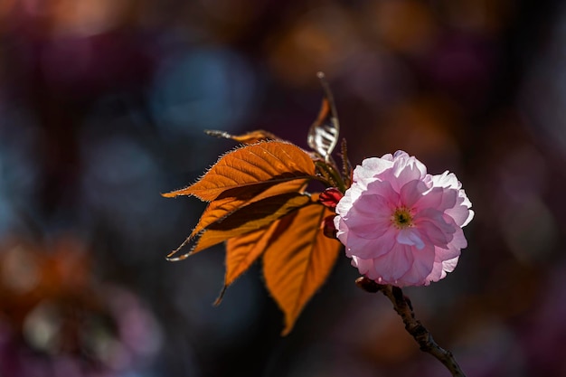 Foto flores de cerejeira