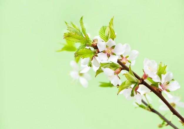 Flores de cerejeira