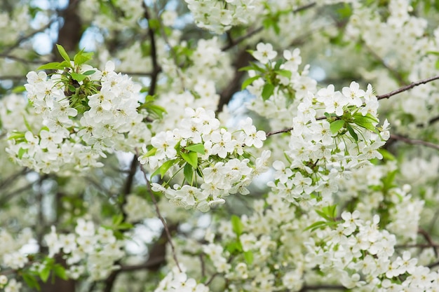 Flores de cerejeira