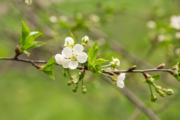 Flores de cerejeira