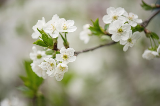 Flores de cerejeira