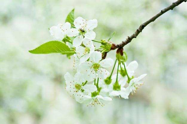 flores de cerejeira