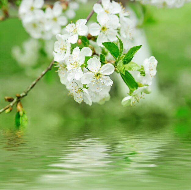 flores de cerejeira