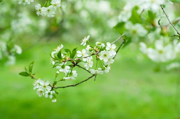 flores de cerejeira