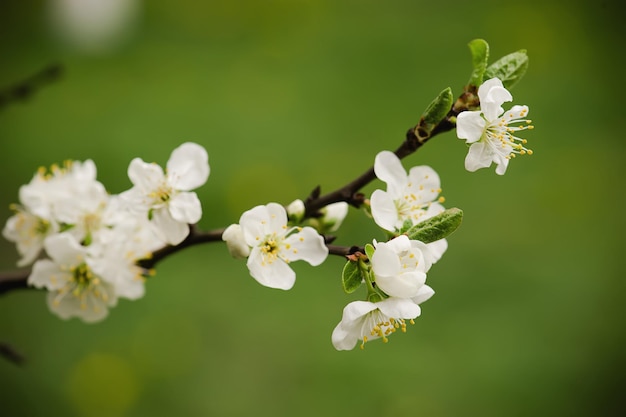 flores de cerejeira