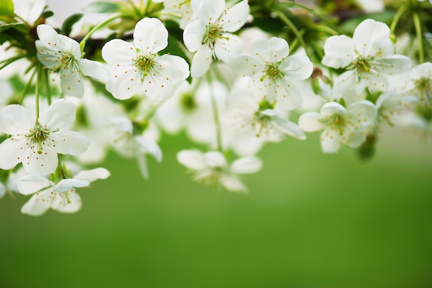 flores de cerejeira