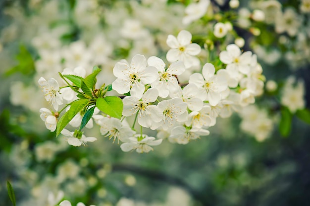 Flores de cerejeira