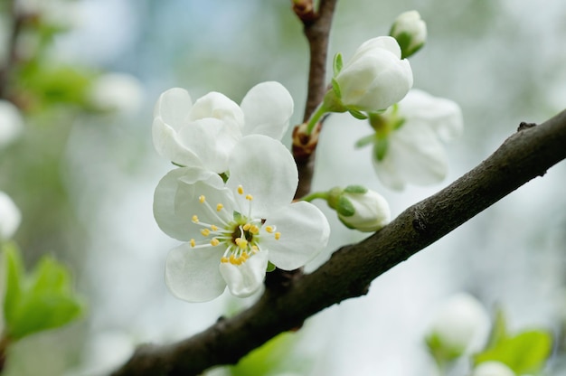 flores de cerejeira