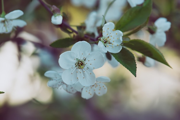 flores de cerejeira