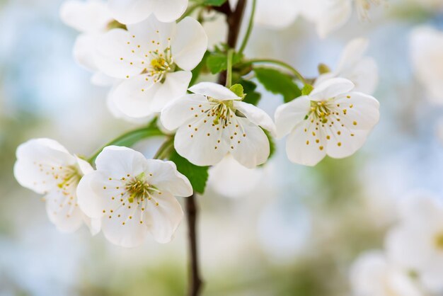 flores de cerejeira