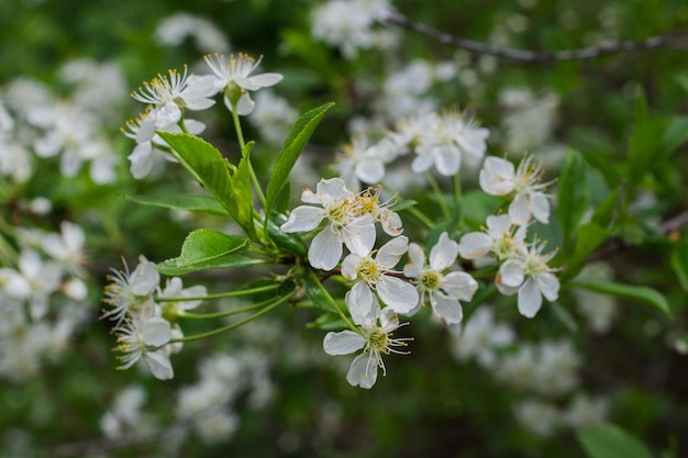 Flores de cerejeira