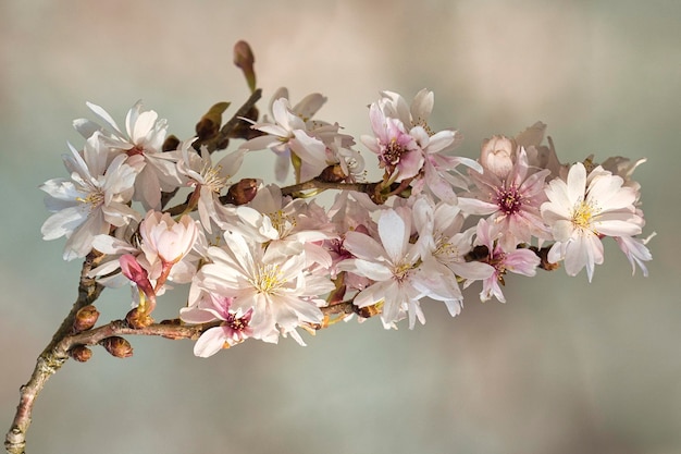 Flores de cerejeira