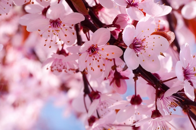 flores de cerejeira