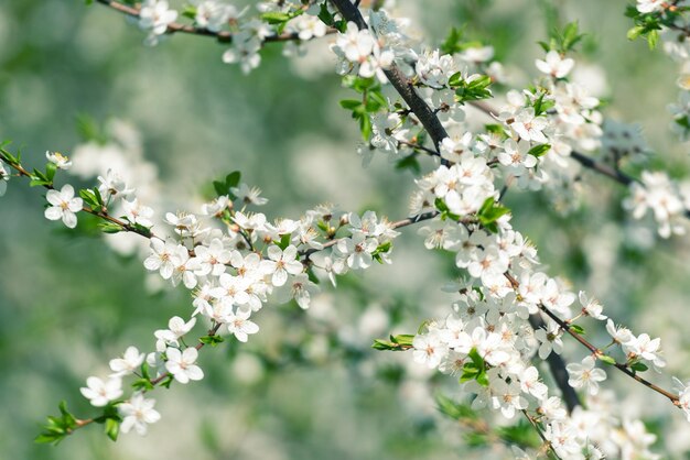 Flores de cerejeira