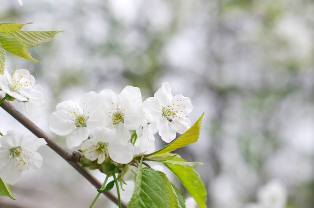 flores de cerejeira