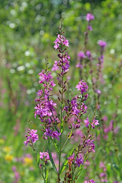 Foto flores de chamaenerion angustifolium florescendo em campo de verão closeup