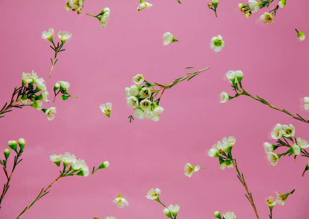 Flores de Chamelaucium uncinatum na parede rosa. Acima vista