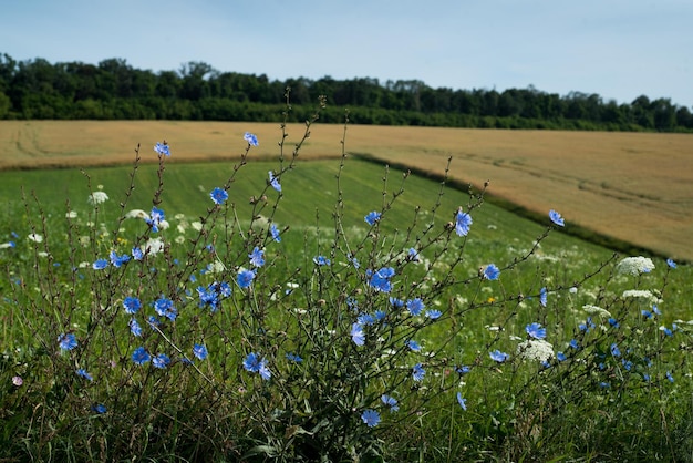 Flores de chicória azul em um campo de verão