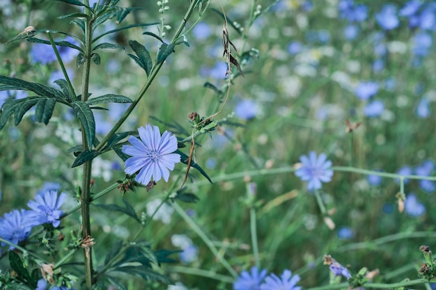 Flores de chicória florescendo em um prado de flores foco seletivo em flores turva ideia de fundo para banner de verão ou cartão postal