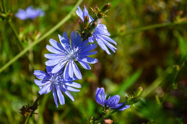 Foto flores de chicória no jardim closeup sobre fundo de grama verde. dia ensolarado. plantas medicinais no jardim. foco seletivo.