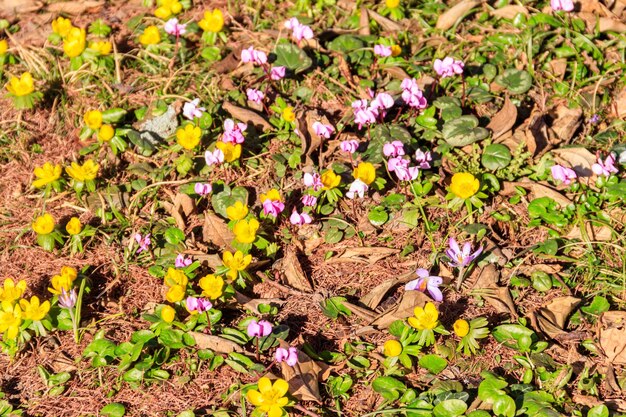 Flores de ciclamen rosa e buttercups amarelos no jardim