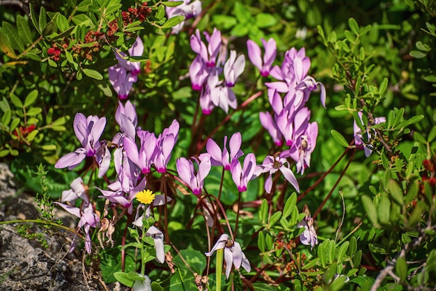 Flores de ciclâmens selvagens