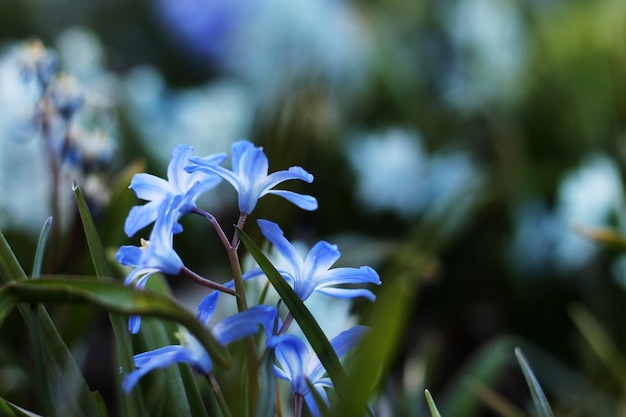 Flores de cila azuis e brancas no início da primavera. close up, fundo desfocado.