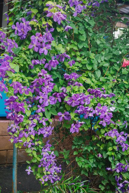 Flores de clematis florescendo em um fundo de folhagem verde Temporada de verão Junho Fundo natural Plantas de tecelagem Uma cerca viva