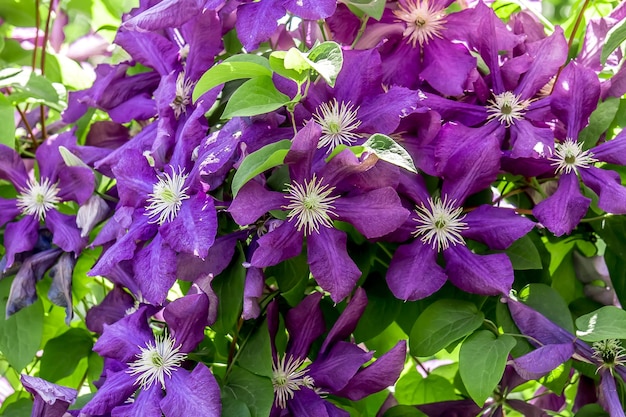 Flores de clematis na natureza