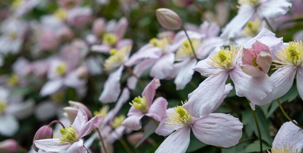 Flores de clematis rosa e brancas com fundo verde