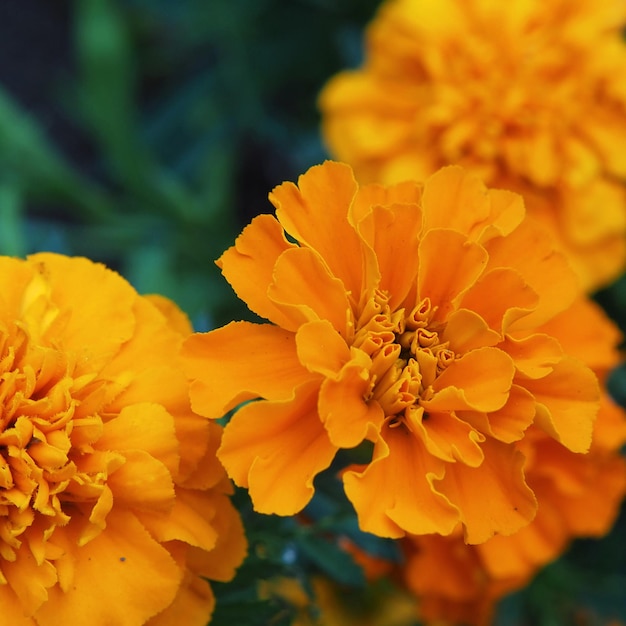 Flores de close-up de malmequeres amarelo-alaranjado brilhante (Tagetes). Região de Leningrado, Rússia.