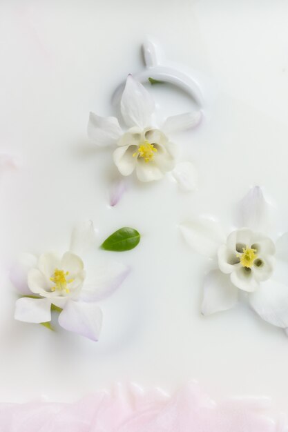 Flores de columbinas e copos de fundo floral criativo flutuando no espaço da cópia de leite foco seletivo de vista superior