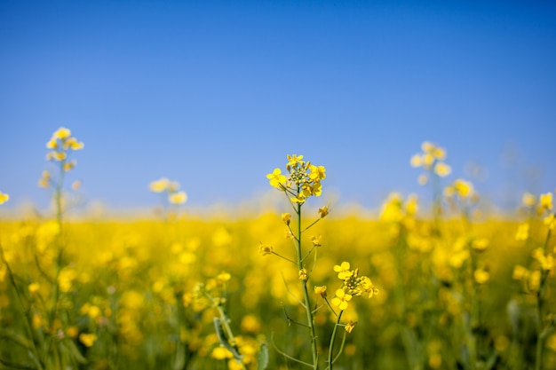 Flores de colza amarelas em um campo contra um céu azul. flores amarelas de colza, estupro, colza, semente de rapas, semente oleaginosa, canola, close up contra o céu azul ensolarado