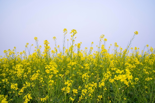 Flores de colza amarelas no campo com foco seletivo de céu azul Vista de paisagem natural