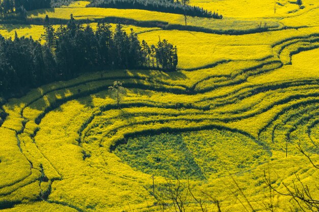 Flores de colza na fazenda de caracóis luositian field no condado de luoping, china