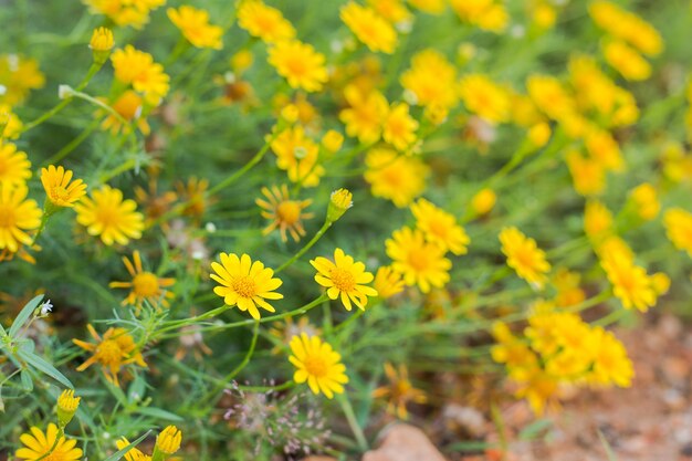 Flores de cor de beleza close-up