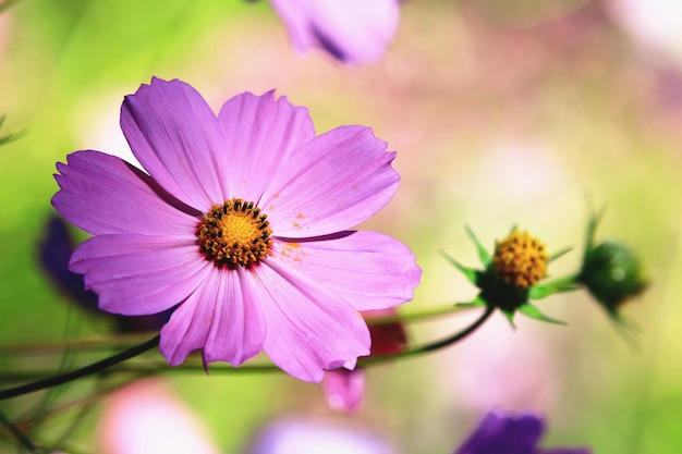 flores de Cosmos bipinnatus ou Cosmos de jardim ou flores de aster mexicano com fundo macio