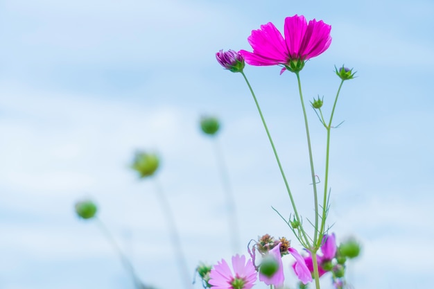 Flores de cosmos doces roxas no céu