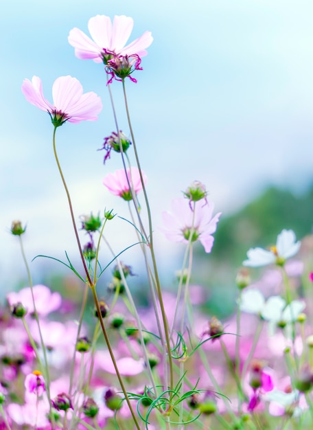 Flores de cosmos doces roxos no jardim