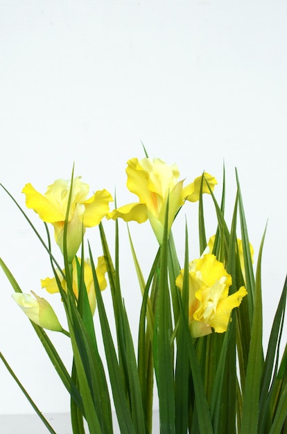 Flores de cravo amarelo para plano de fundo