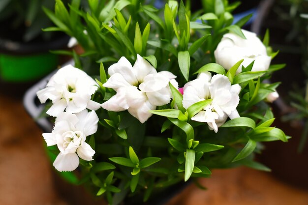 Flores de cravo brancas crescendo em um vaso