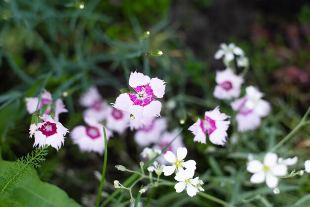 Flores de cravo-da-índia, flores de margarida no jardim