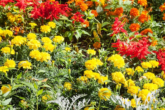 Flores de cravo-da-índia vermelhas amarelas no canteiro de flores verde