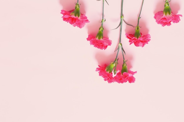 Flores de cravo rosa em fundo rosa