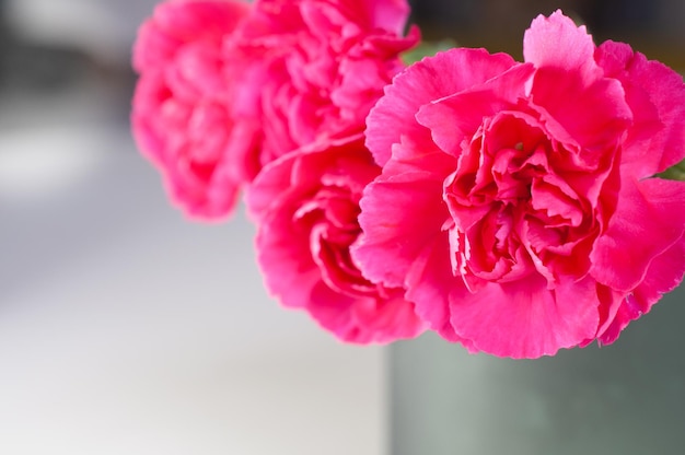 Flores de cravo rosa em um vaso no fundo branco, foto de stock