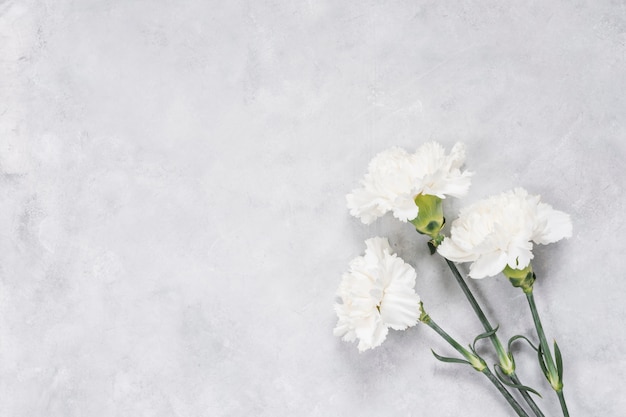 Flores de cravos brancos na mesa