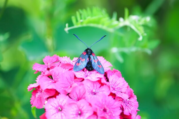 Flores de cravos no sol. O filipêndula Zygaena burnet de seis pontos - uma mariposa que voa durante o dia.