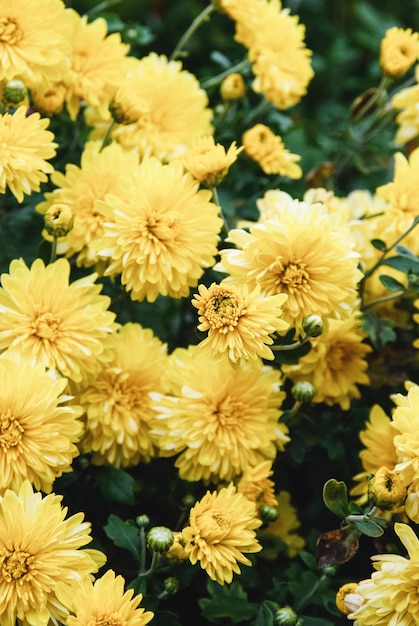 Flores de crisântemo amarelo grandiflorum mums crescendo no jardim de outono