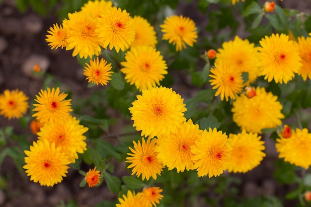 Flores de crisântemo amarelo no final do outono em um canteiro de flores