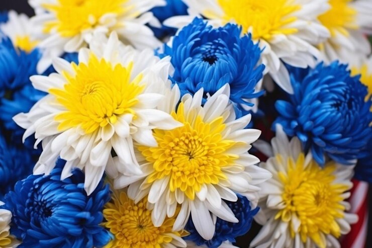 Foto flores de crisântemo azuis e amarelos belos bouquet patriótico brilhante com as cores da bandeira